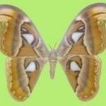 BIOS TARAS – Museo di Storia Naturale