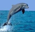 Associazione culturale Comunità Terapeutica Il Delfino