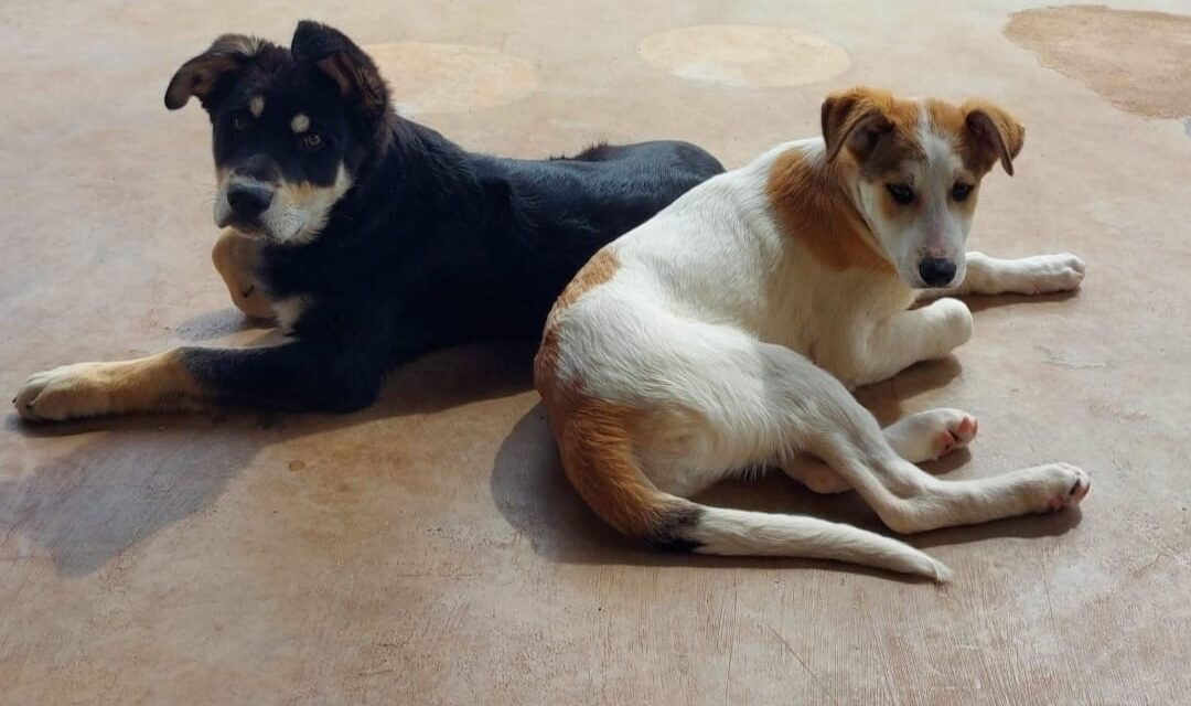 Gli Angeli dei randagi – Martina Franca