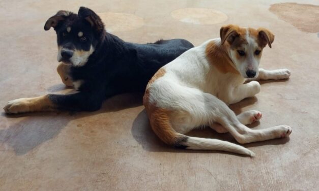 Gli Angeli dei randagi – Martina Franca