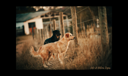 Volontariato presso strutture che ospitano cani di proprietà del Comune di Massafra e gestione dello sportello per i diritti degli animali – Avviso esplorativo