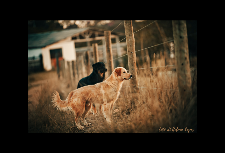 Volontariato presso strutture che ospitano cani di proprietà del Comune di Massafra e gestione dello sportello per i diritti degli animali – Avviso esplorativo