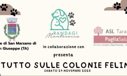 Gatti randagi e colonie feline – Tutto quello che c’è da sapere