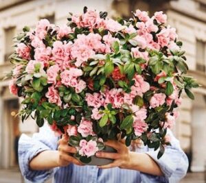 L’Azalea della Ricerca di Fondazione AIRC